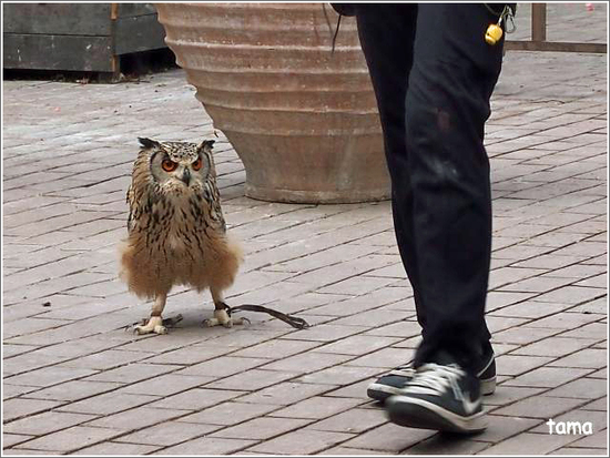 てぇへんだ　てぇへんだ～　愛嬌あり過ぎ！！フクロウ練習風景
