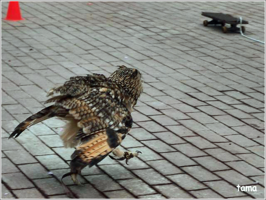 てぇへんだ　てぇへんだ～　愛嬌あり過ぎ！！フクロウ練習風景