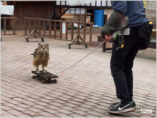 てぇへんだ　てぇへんだ～　愛嬌あり過ぎ！！フクロウ練習風景