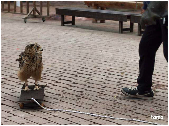 てぇへんだ　てぇへんだ～　愛嬌あり過ぎ！！フクロウ練習風景