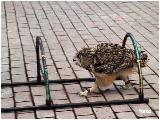 てぇへんだ　てぇへんだ～　愛嬌あり過ぎ！！フクロウ練習風景
