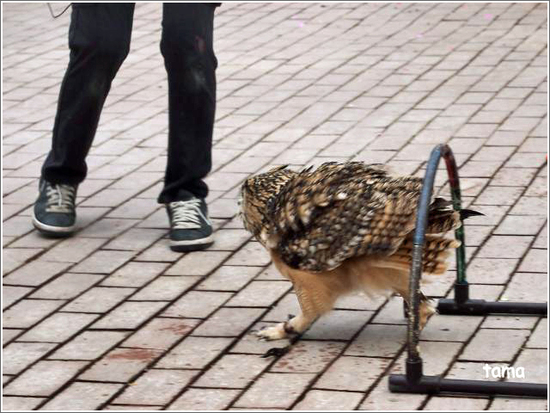てぇへんだ　てぇへんだ～　愛嬌あり過ぎ！！フクロウ練習風景