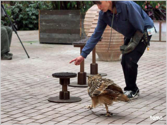 てぇへんだ　てぇへんだ～　愛嬌あり過ぎ！！フクロウ練習風景