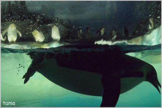 ちょっとメタボ？　ペンギン（フォト７枚＋ムービー）　名古屋港水族館
