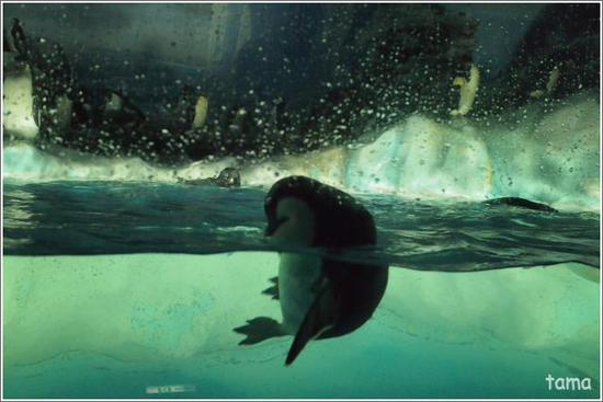 ちょっとメタボ？　ペンギン（フォト７枚＋ムービー）　名古屋港水族館