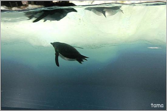 ちょっとメタボ？　ペンギン（フォト７枚＋ムービー）　名古屋港水族館