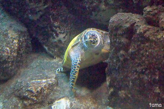 水槽の中の面白い面々♪　カメ編（２話）　名古屋港水族館