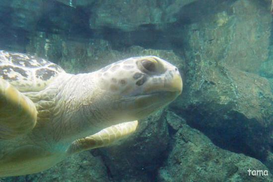 水槽の中の面白い面々♪　カメ編（２話）　名古屋港水族館