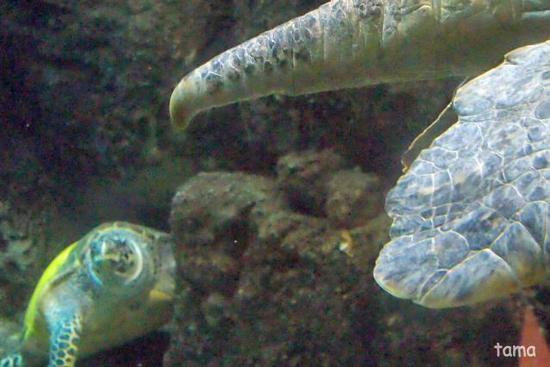 水槽の中の面白い面々♪　カメ編（２話）　名古屋港水族館