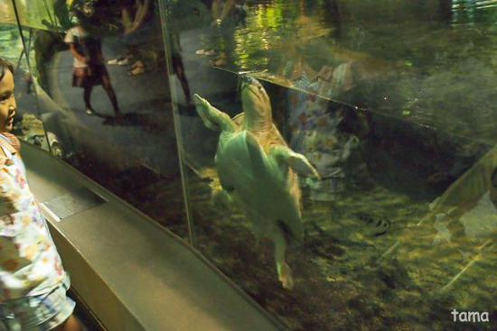 水槽の中の面白い面々♪　カメ編（２話）　名古屋港水族館