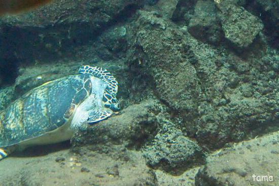 水槽の中の面白い面々♪　カメ編（２話）　名古屋港水族館