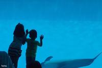 シャチ・イルカ・ベルーガ♪（フォト８枚）　名古屋港水族館