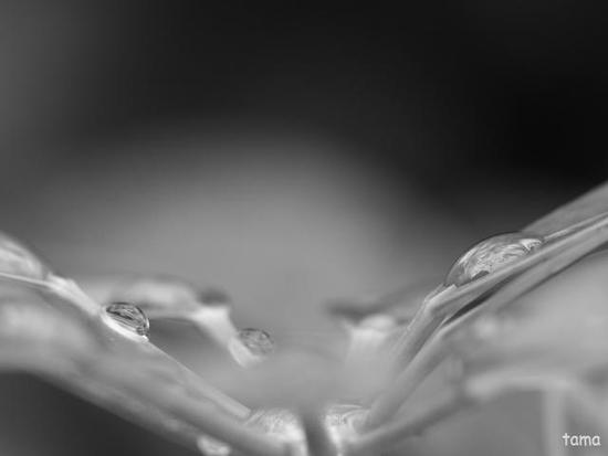 雨上がりの植物達♪　（モノクロフォト　１２枚）　
