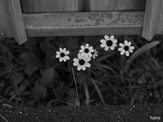 雨上がりの植物達♪　（モノクロフォト　１２枚）　
