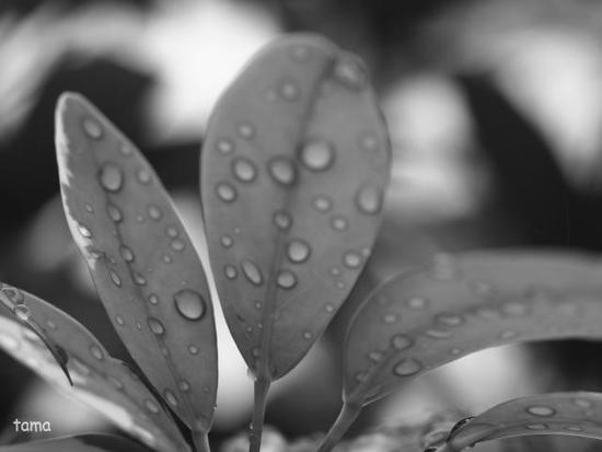 雨上がりの植物達♪　（モノクロフォト　１２枚）　