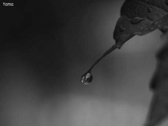 雨上がりの植物達♪　（モノクロフォト　１２枚）　