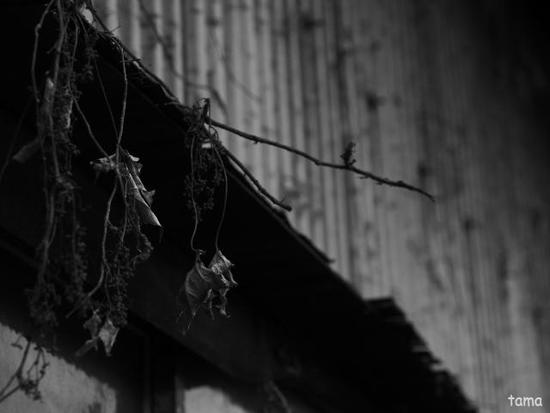 雨上がりの植物達♪　（モノクロフォト　１２枚）　