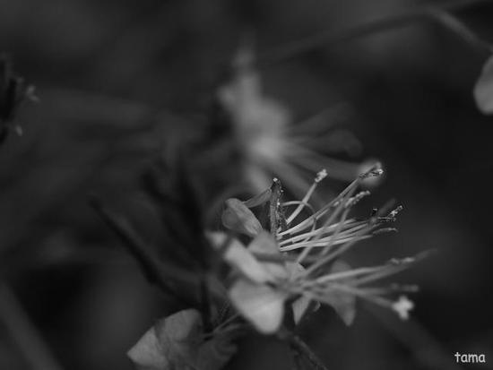雨上がりの植物達♪　（モノクロフォト　１２枚）　