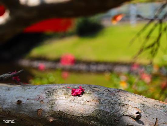 秋うらら♪　陽だまりの百日紅（Foto　６枚）　修善寺虹の郷