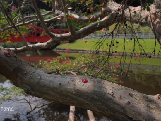 秋うらら♪　陽だまりの百日紅（Foto　６枚）　修善寺虹の郷
