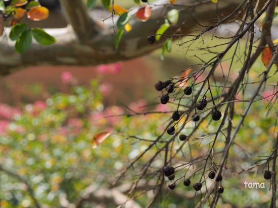 秋うらら♪　陽だまりの百日紅（Foto　６枚）　修善寺虹の郷