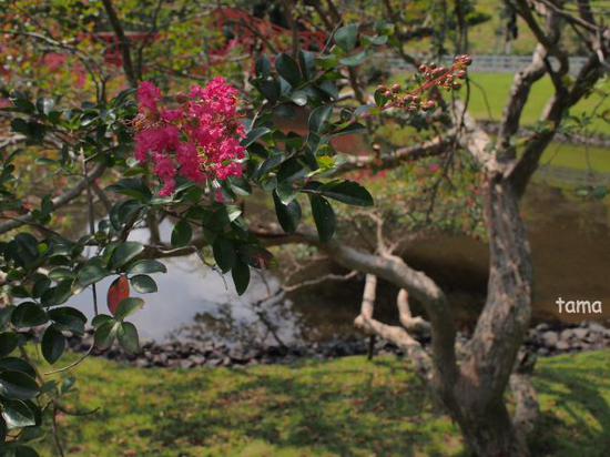 秋うらら♪　陽だまりの百日紅（Foto　６枚）　修善寺虹の郷