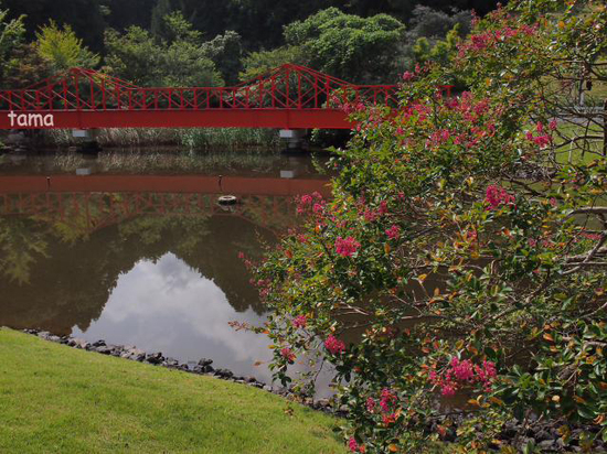 秋うらら♪　陽だまりの百日紅（Foto　６枚）　修善寺虹の郷