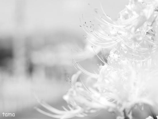 彼岸花　（foto　３枚）　家の近所