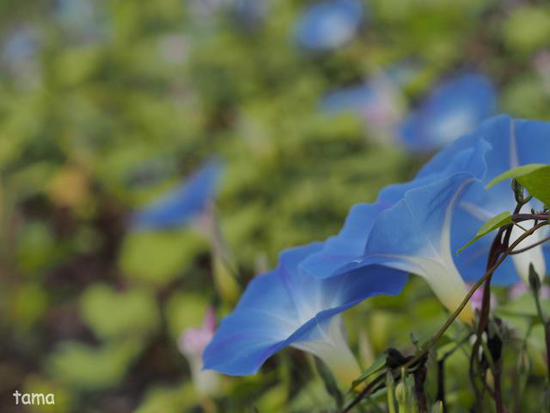 西洋アサガオ　（foto　4枚）　花の都公園