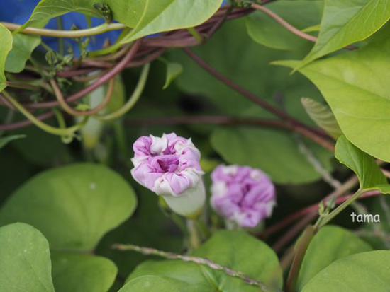 西洋アサガオ　（foto　4枚）　花の都公園