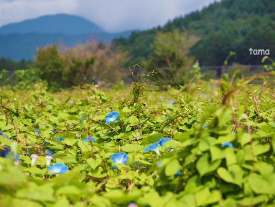 西洋アサガオ　（foto　4枚）　花の都公園
