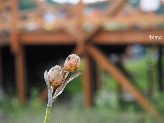 百日草の周辺　（foto　7枚）　花の都公園