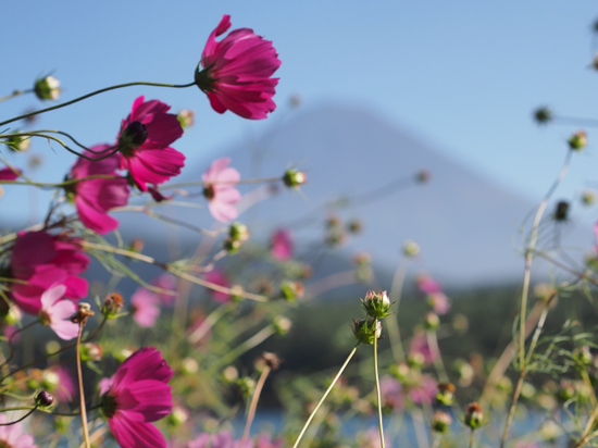 西湖からの富士山♪　やっぱりコスモスも