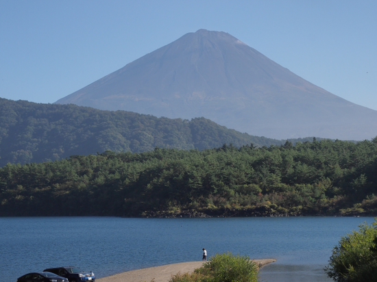 西湖からの富士山♪　やっぱりコスモスも