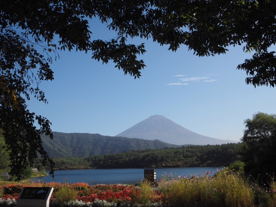 西湖からの富士山♪　やっぱりコスモスも