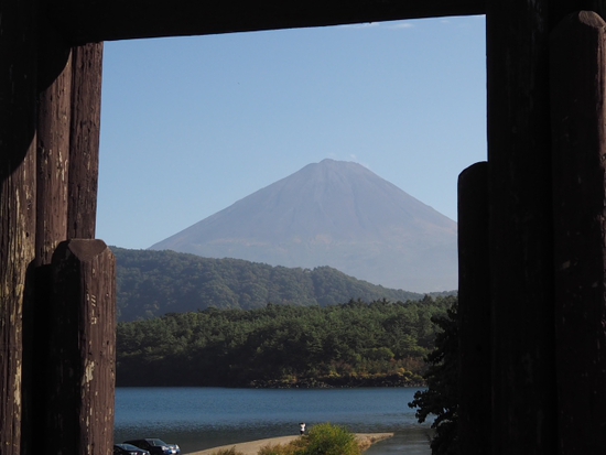 西湖からの富士山♪　やっぱりコスモスも