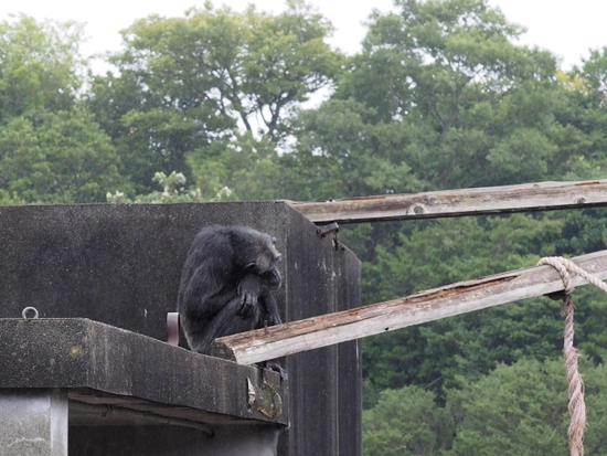 伊豆シャボテン公園の動物達　NO2（foto　15枚）