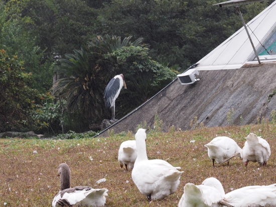 伊豆シャボテン公園の動物達　NO2（foto　15枚）