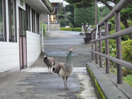 伊豆シャボテン公園の動物達　NO2（foto　15枚）
