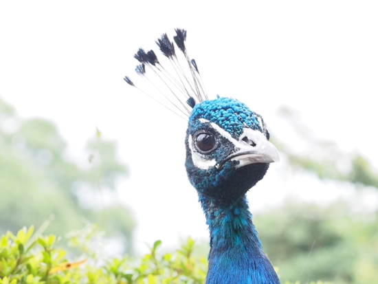 伊豆シャボテン公園の動物達　NO2（foto　15枚）