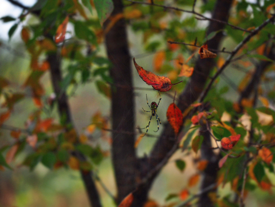 紅葉と枯れ　箱根湿生花園　