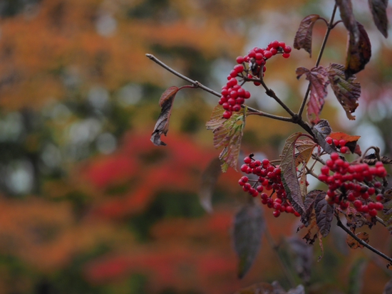 紅葉と枯れ　箱根湿生花園　