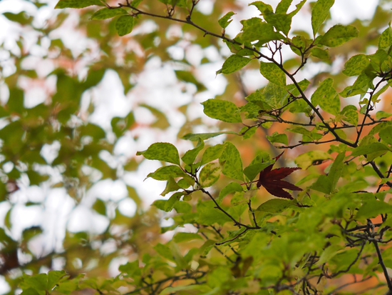 紅葉と枯れ　箱根湿生花園　