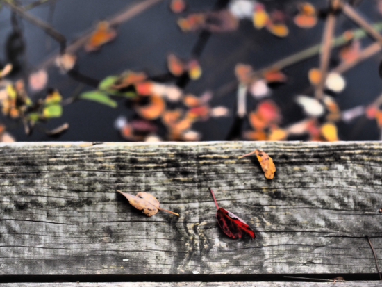 紅葉と枯れ　箱根湿生花園　