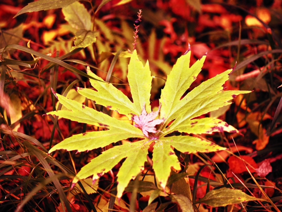 紅葉と枯れ　箱根湿生花園　