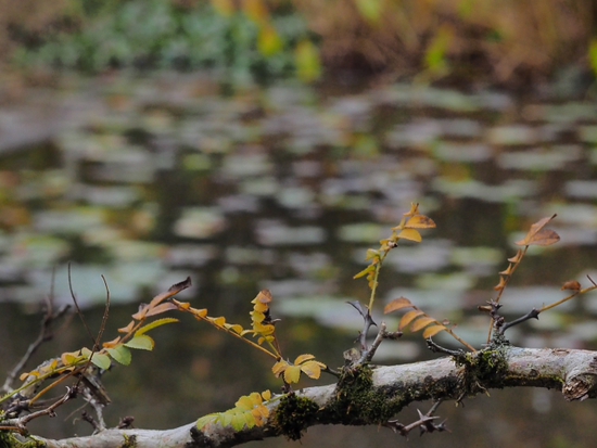 紅葉と枯れ　箱根湿生花園　