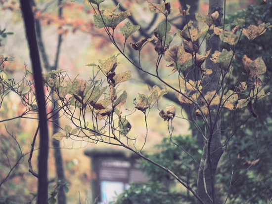 紅葉と枯れ　箱根湿生花園　