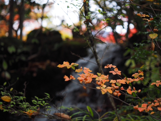 紅葉と枯れ　箱根湿生花園　