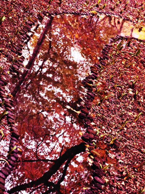 紅葉と枯れ　箱根湿生花園　
