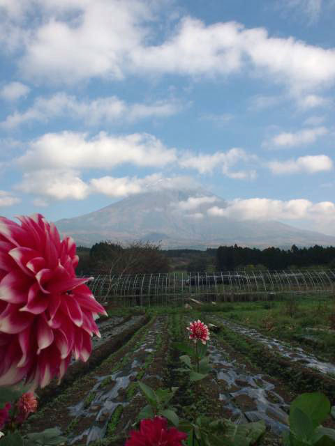 富士山とダリヤ